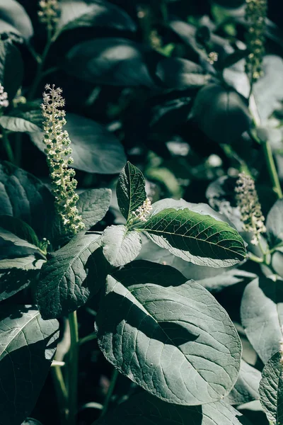 Summer Abstract Green Plants Leaves Sun Rays — Stock Photo, Image