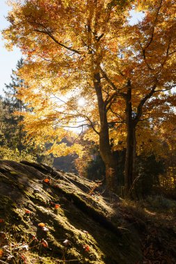 Sonbaharın başında sarı kayın ağacı ormanı.
