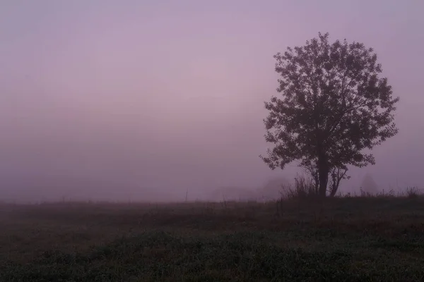 Foggy Morgon Enda Träd Landskap — Stockfoto