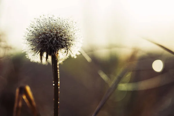 Early Morning Dewy Fluffy Dandelion Close — Stock Photo, Image