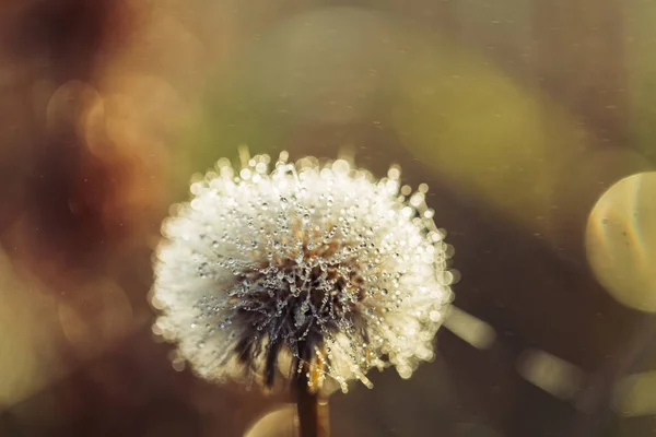 Early Morning Dewy Fluffy Dandelion Close — Stock Photo, Image