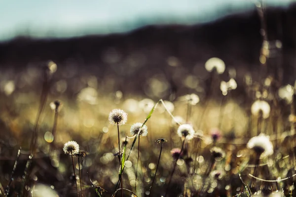 Güneş ışınlarında kabarık karahindiba tarlaları.