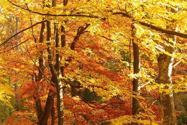 Κίτρινο Δάσος Οξιάς Στις Αρχές Του Φθινοπώρου Εικόνα Αρχείου