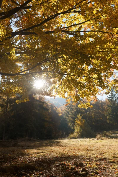 Κίτρινο Δάσος Οξιάς Στις Αρχές Του Φθινοπώρου Royalty Free Φωτογραφίες Αρχείου