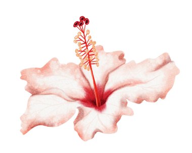 Beyaz kırmızı amberçiçeği suluboya izole bir resim. Gerçekçi botanik tarzında pastel tropikal çiçek. El çizimi Hawaii çiçek açan bitki klipsleri yaz için egzotik tasarımlar.