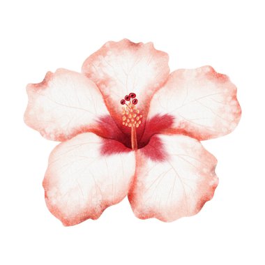 Tropikal amber çiçeği suluboya çizimi beyaza izole edilmiş. Detaylı botanik tarzında gerçekçi pastel kırmızı bitki. Yaz egzotik düğünü için el çizimi Hawaii çiçek açan klip sanatı.