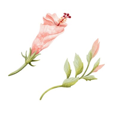 Pastel kırmızı amber tomurcukları ve beyaza izole edilmiş yapraklar. Botanik tarzında suluboya pembe tropikal çiçek. Yaz düğünü için el çizimi Hawaii çiçek açan bitki klipsi sanatı