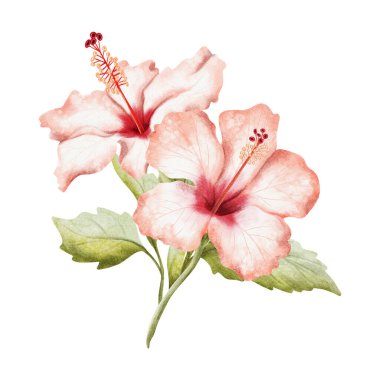 Dallı suluboya resimli iki beyaz kırmızı Hibiscus çiçeği. Detaylı botanik tarzında gerçekçi tropikal çalı bitkisi. Hawaii çiçek açan bahçe dalları klipsleme sanatı.