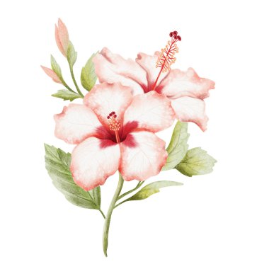 Dallı suluboya resimli tropik Hibiscus çiçekleri. Botanik tarzında gerçekçi bir yaz bitkisi. Çiçekli çiçek dallı Hawaii düğün klipsi sanatı.