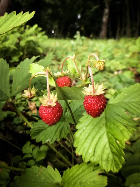 Berries Wild Strawberries Background Grass Trees — Stock Photo, Image