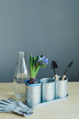 sümbül mix tesisi, Bahçe araçları, eldiven ve ahşap masa arka plan kopya alanı, stok fotoğraf görüntü ile su ile cam şişe