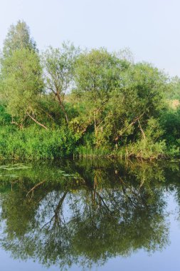 Willow bush nehir kenarı, stok fotoğraf görüntü