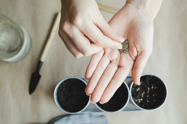 Woman Hand Takes Seed Top View Stock Photo Image — Stock Photo, Image