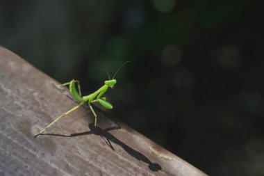 eski ahşap tahta üzerinde yeşil avrupa mantis