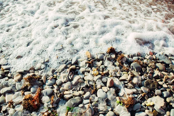 dead jellyfish, dry red algae and garbage on pebble sea beach
