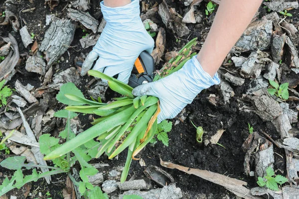 Mujer poda planta de jacinto después de la floración — Foto de Stock