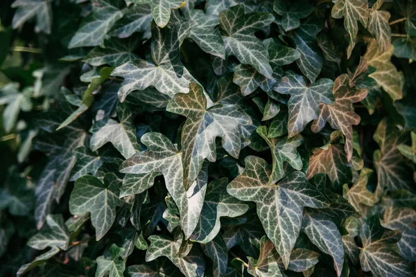 Hedera helix, common ivy, English ivy, European ivy background