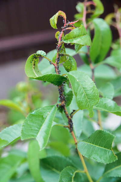 black aphids colony on stem and almond leaves