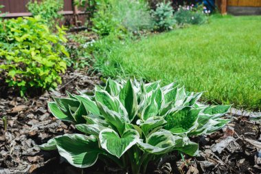 hostas bitkinin beyaz ve yeşil yaprakları