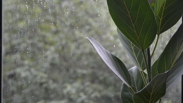 Фікус Листя Рослини Поганою Дощовою Літньою Погодою Межами Домашнього Вікна — стокове відео
