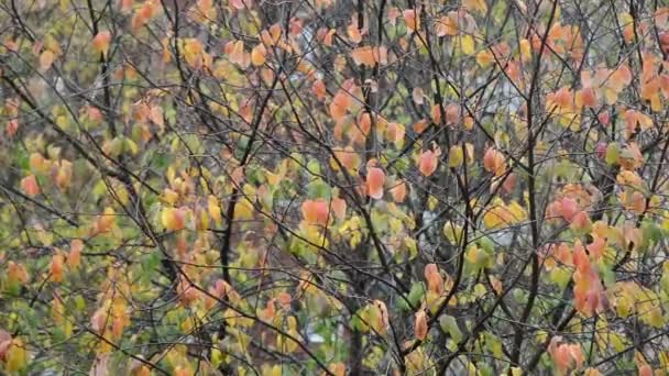 Bunte Herbstblätter Mit Wassertropfen Bei Schlechtem Regenwetter Nach Regen Nahaufnahme — Stockvideo