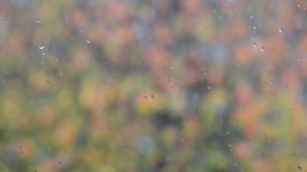 Wassertropfen Auf Fensterglas Mit Verschwommenen Bunten Herbstblättern Hintergrund Bei Schlechtem — Stockvideo