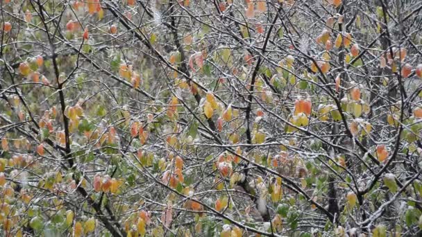 Caída Primera Nieve Otoño Fondo Los Árboles Colores Cerca Imágenes — Vídeo de stock