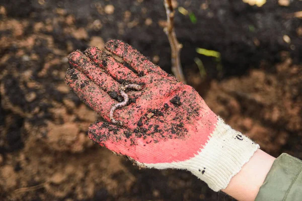 Lombriz de tierra en la palma en guante protector — Foto de Stock