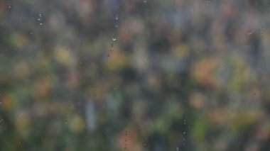 İlk sonbahar kar yağışlı ev penceresinin dışında renkli ağaçların arka planında gerçek zamanlı olarak HD depolama video görüntülerini kapat