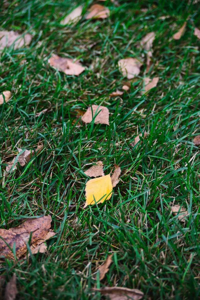 Jesienne żółte i brązowe liście na zielonej trawie — Zdjęcie stockowe