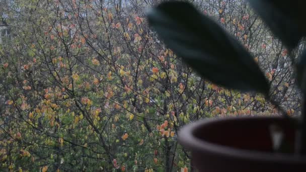 Wazig Groen Ficus Plant Bladeren Met Vallende Eerste Sterke Sneeuw — Stockvideo