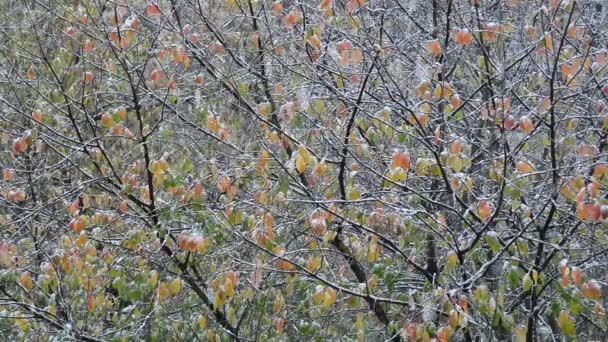最初の秋の雪がカラフルな木の背景に落ち リアルタイムでフルHdストックビデオ映像を閉じます — ストック動画