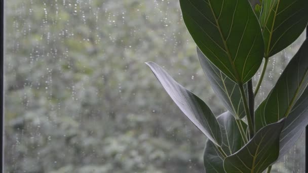 Ficus Feuilles Plantes Avec Mauvais Temps Pluvieux Jour Été Extérieur — Video