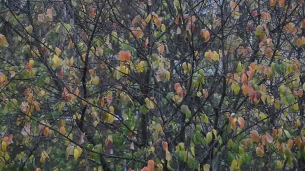 Fallenden Ersten Herbst Schnee Auf Bunten Bäumen Hintergrund Nahaufnahme Full — Stockvideo