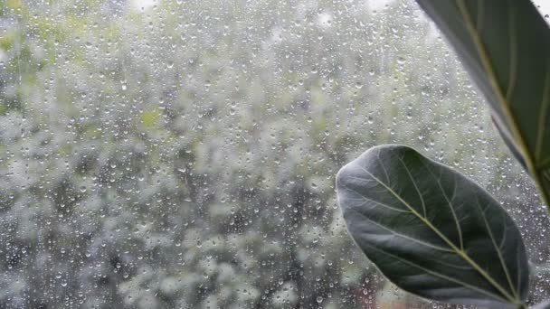 Ficus Folhas Plantas Com Mau Tempo Chuvoso Dia Verão Fora — Vídeo de Stock