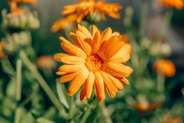 Calendula officinalis 'in çiçek açan başı, kadife çiçeği, rubleler, kadife çiçeği ya da yağmur damlalı İskoç kadife çiçeği, fotokopi alanı olan yatay stok fotoğraf arkaplanını kapat