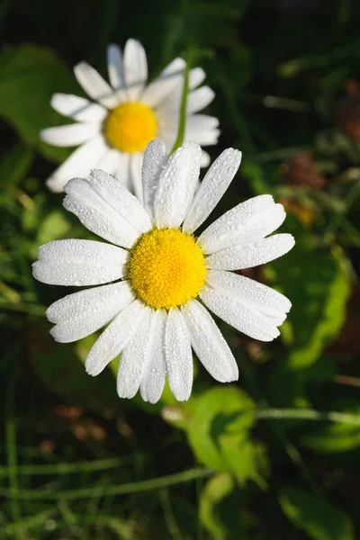 Margarita Blanca Fresca Con Gotas Rocío Después Lluvia Sobre Fondo — Foto de Stock