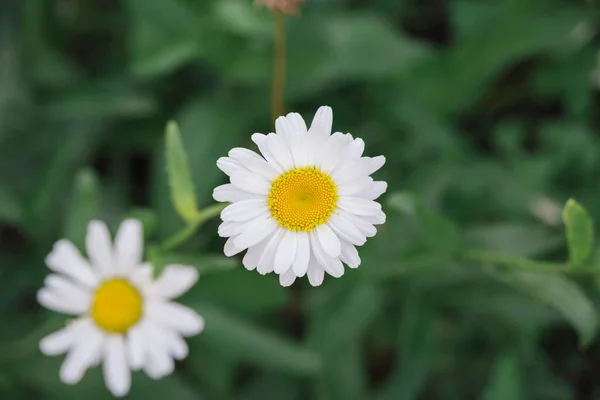 Fresh White Daisy Green Meadow Gras Background Close Top View — Stock Photo, Image