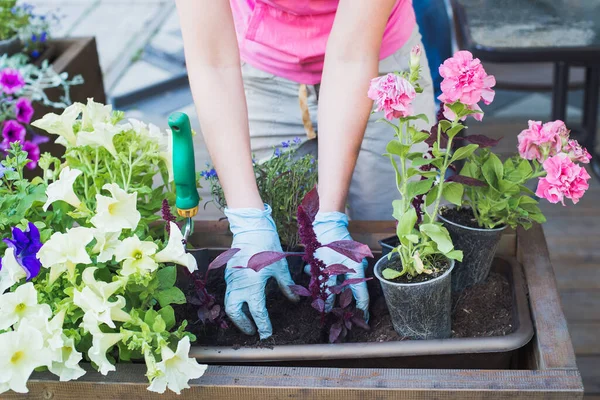 caucasian woman gardener hands in blue gloves replanting flowers into wooden container pot  in street cafe, outdoors planting landscaping, horizontal close-up stock photo image