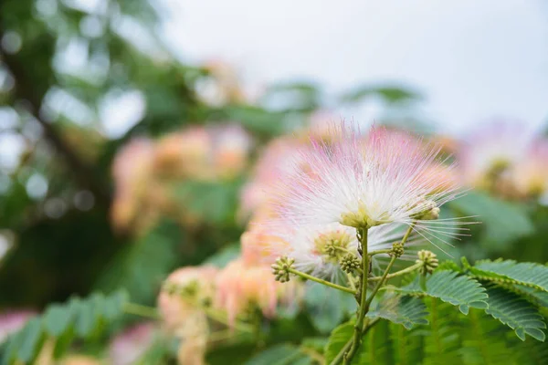 Albizia Julibrissin ペルシャのシルクツリーやピンクのシルクの木 ミモザやアカシアの開花 テキストのためのコピースペースと水平方向のストックフォトイメージの背景を閉じます — ストック写真