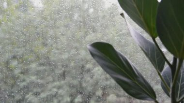 Bitki yaprakları, kötü yağmurlu yaz günü havası ile birlikte yeşil ağaçların arka planında bulanık bir zemin oluşturur. Kapalı çekim için seçici odak gerçek zamanlı olarak HD stok video görüntüleridir.