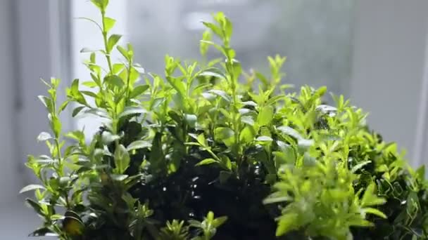 Close Gardening Scissors Cutting Home Decorative Green Boxwood Bush Pot — Stock Video