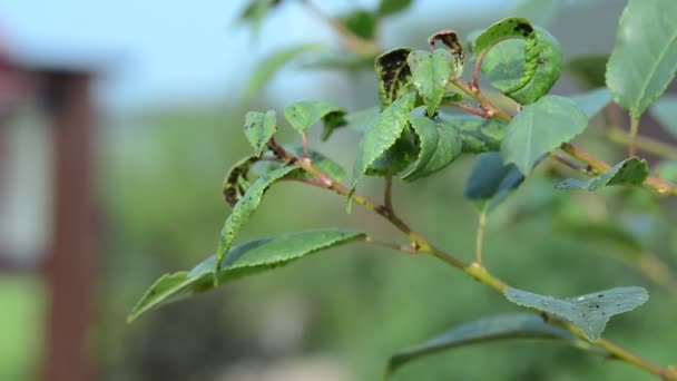 Nero Afidi Colonia Volare Fusto Ciliegio Foglie Giardino Arbusti Malattie — Video Stock