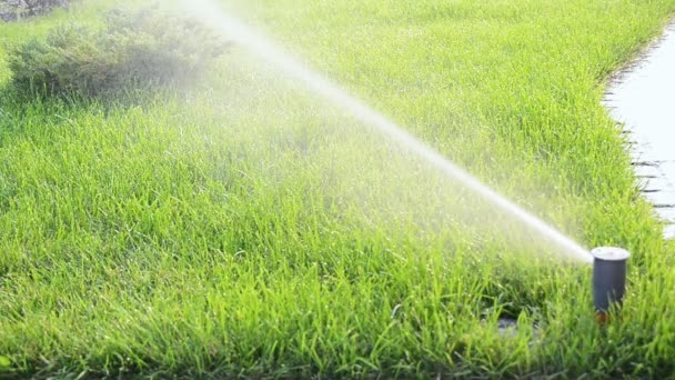 Tête Jardin Cour Pelouse Système Arrosage Automatique Herbe Fermer Vidéo — Video