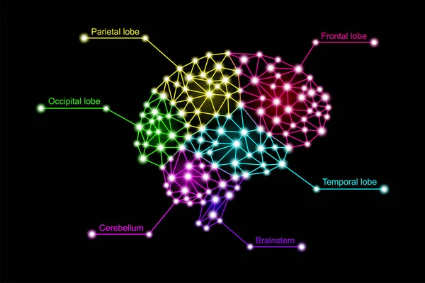 Infografías Coloridos Lóbulos Cerebrales Humanos Multicolores Digital Neuro Brillante Partículas — Vector de stock