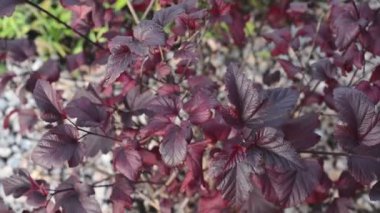 Sonbahar physocarpus ya da dokuz ağaç kabuğu yapraklı şube, gerçek zamanlı arka planda tam HD depolama video görüntülerini kapatın