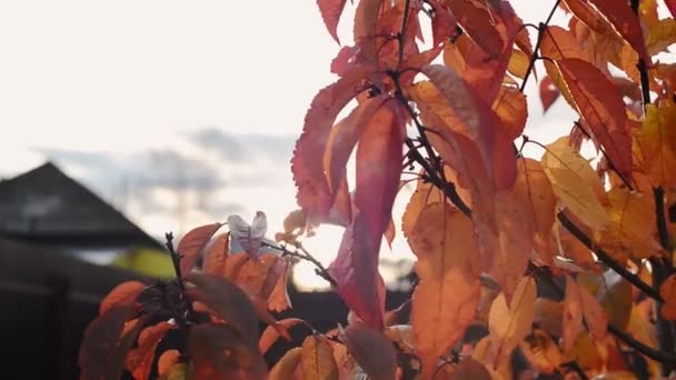 秋の赤 オレンジ 黄色の桜の葉が空を背景に枝 コピースペースでリアルタイムでフルHdストックビデオ映像を閉じます — ストック動画