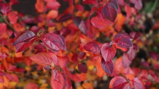 秋の赤とオレンジを持つ枝コトネスタールシドゥス 光沢のあるコトネスター またはヘッジコトネスターの葉 バックグラウンドリアルタイムでフルHdストックビデオ映像を閉じます — ストック動画