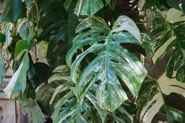 Monstera Yeşil Yaprakları Avluda Ormanda Parkta Bahçede Yakın Planda Tropik — Stok fotoğraf
