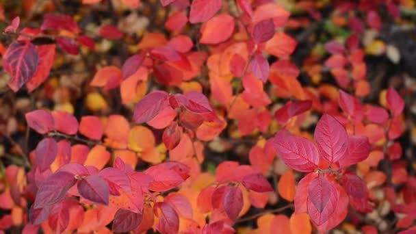 Ramas Con Otoño Rojo Naranja Cotoneaster Lucidus Brillante Cotoneaster Setos — Vídeos de Stock